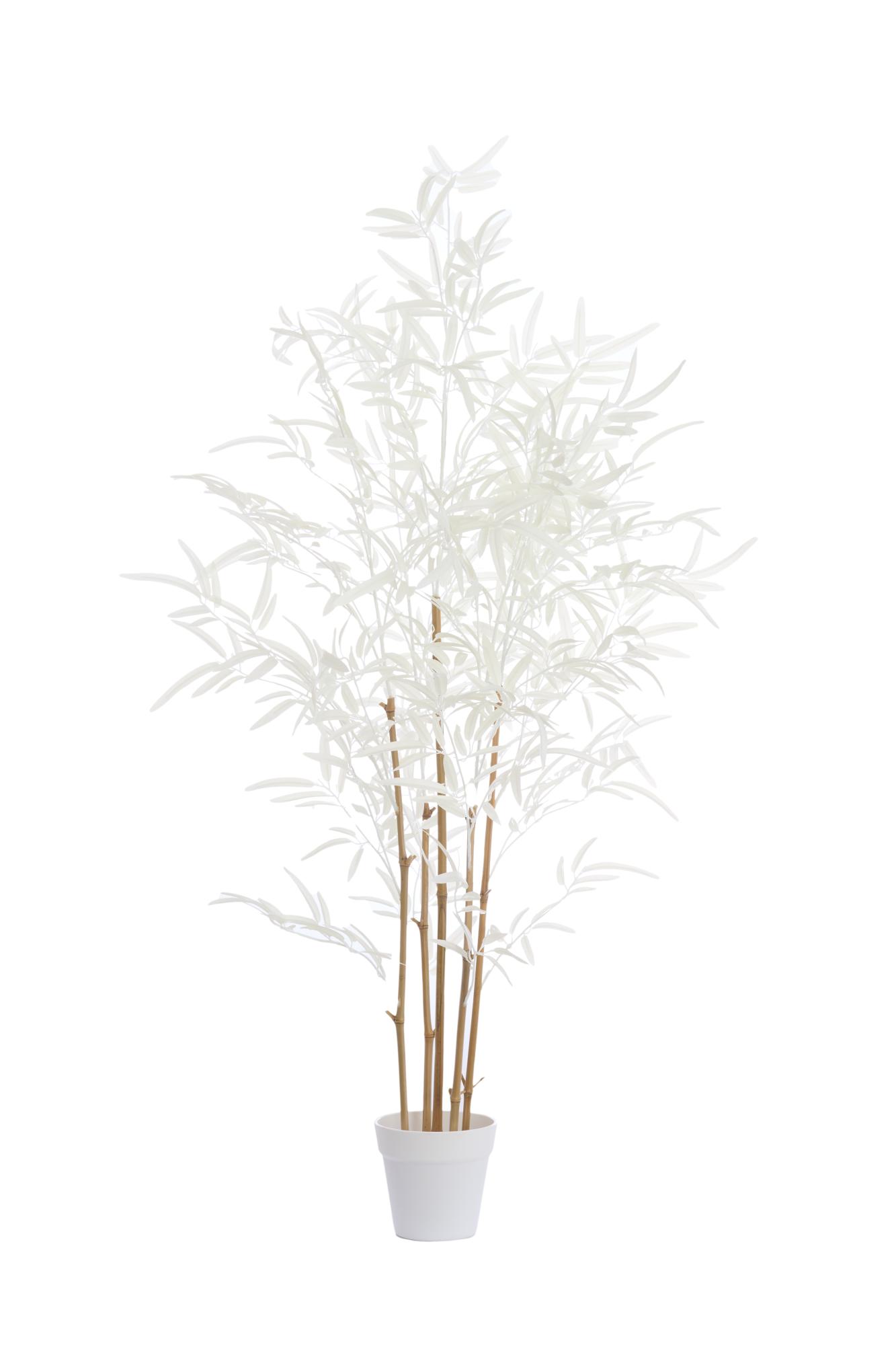 Bambo Ornament in pot 70x60x120 cm naturel+crème