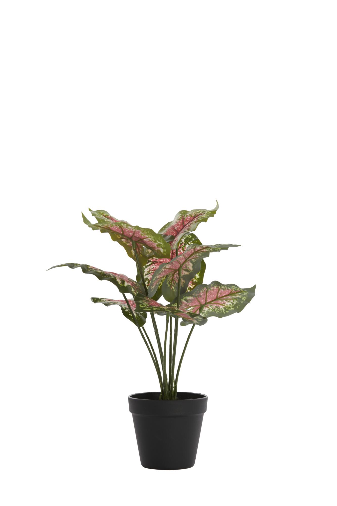 Caladium Ornament in pot 40x35x40 cm groen/rood