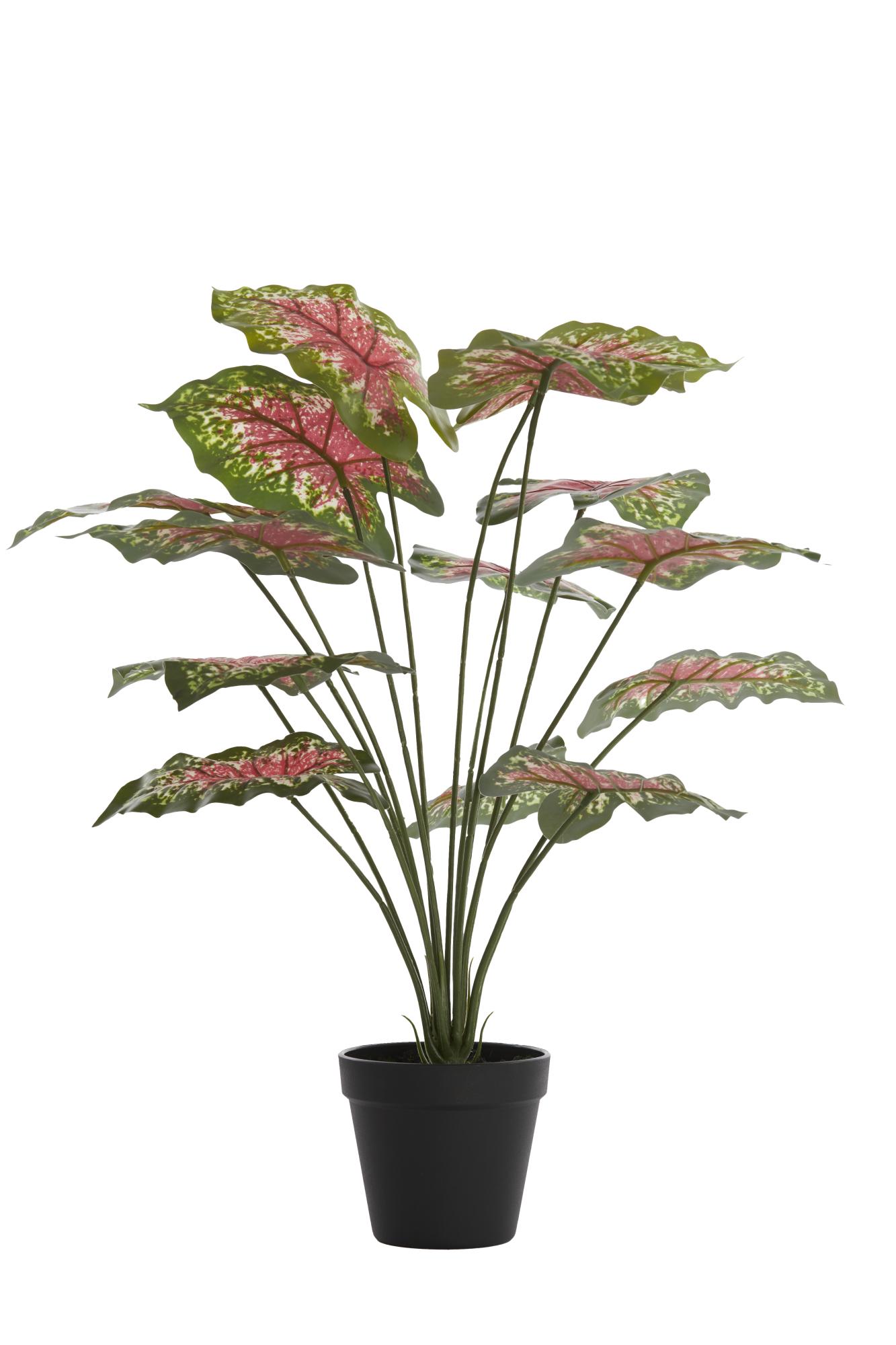 Caladium Ornament in pot 55x50x55 cm groen/rood